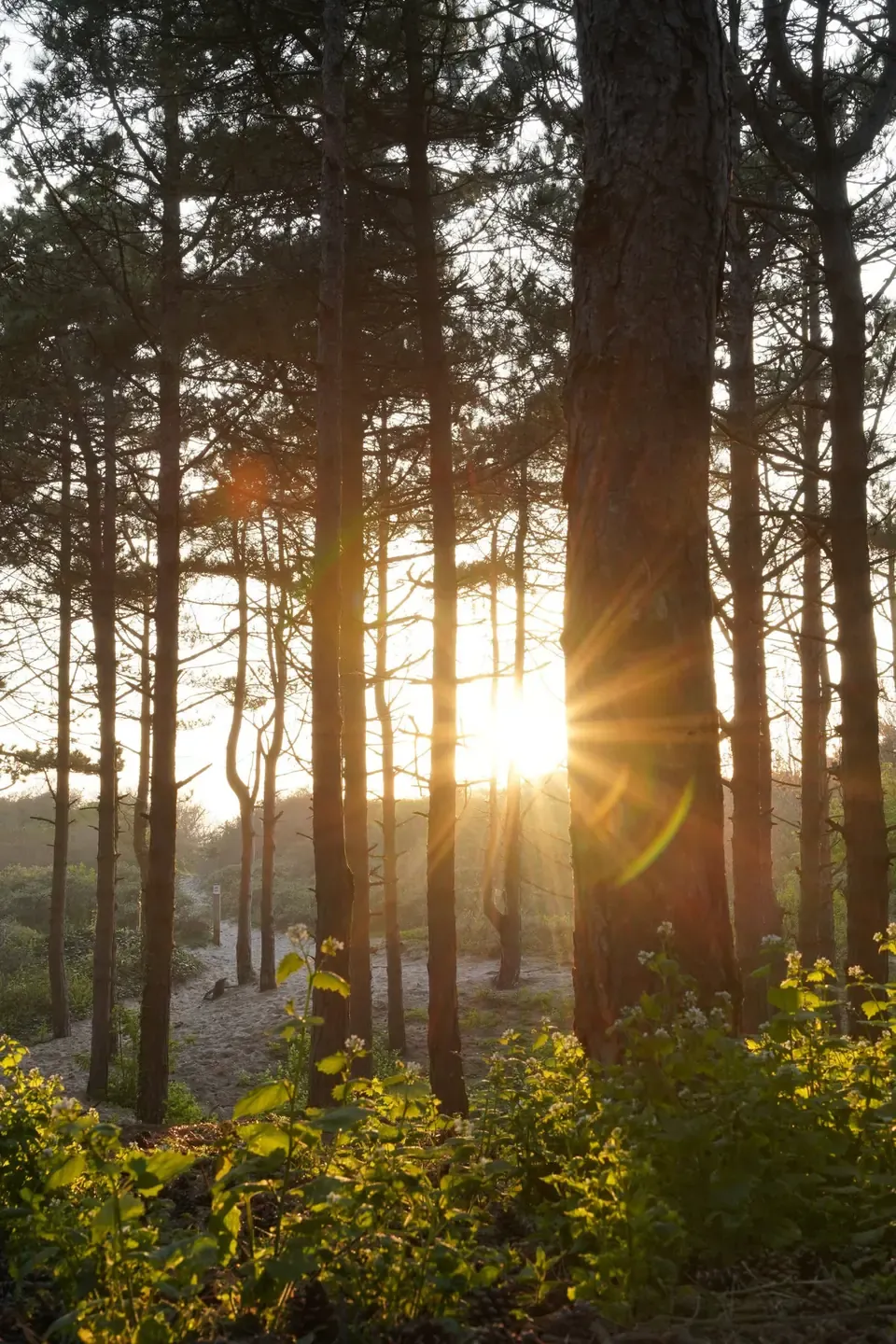 Forêt du Touquet — pins maritimes au soleil couchant