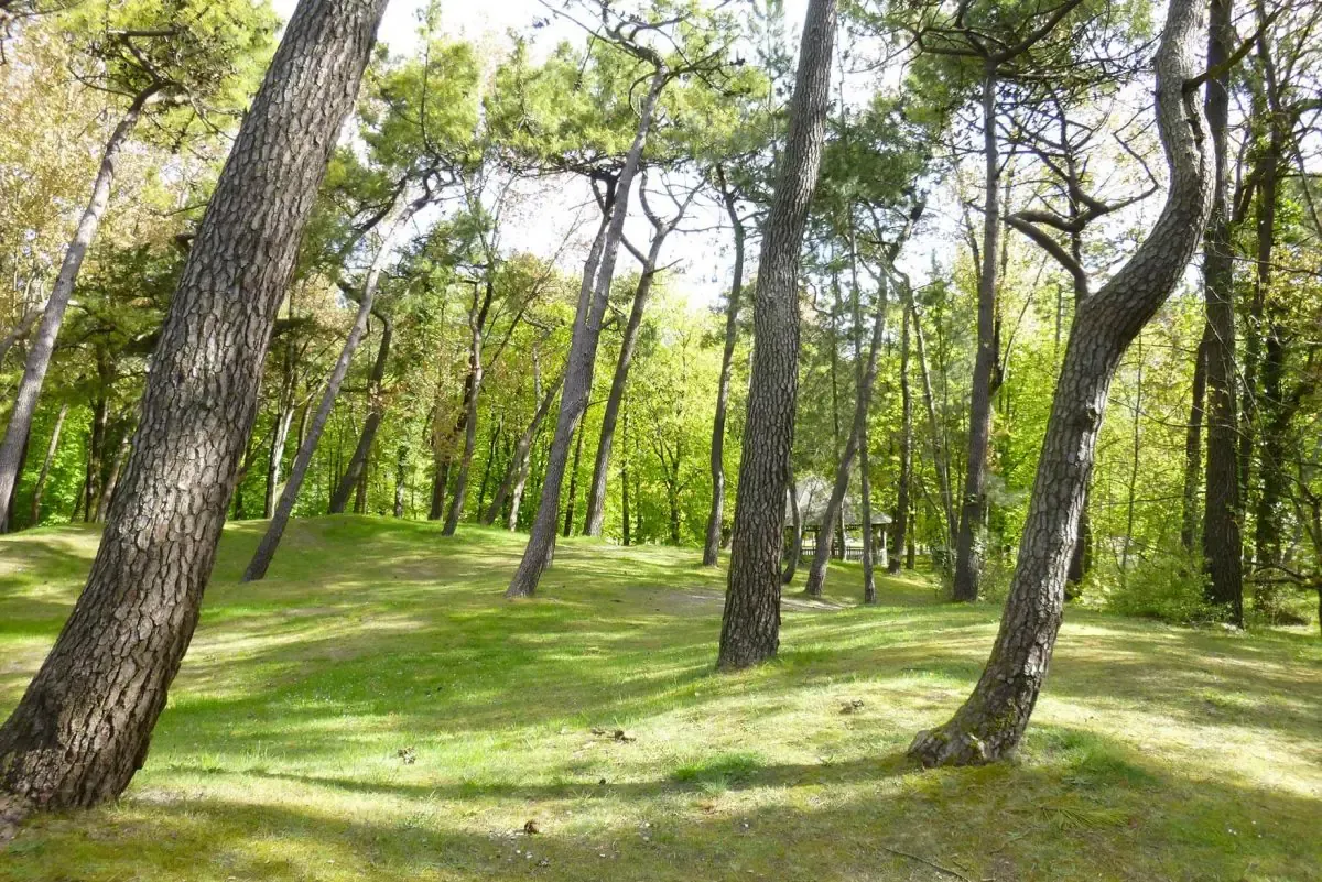Forêt du Touquet — pins maritimes et clairière
